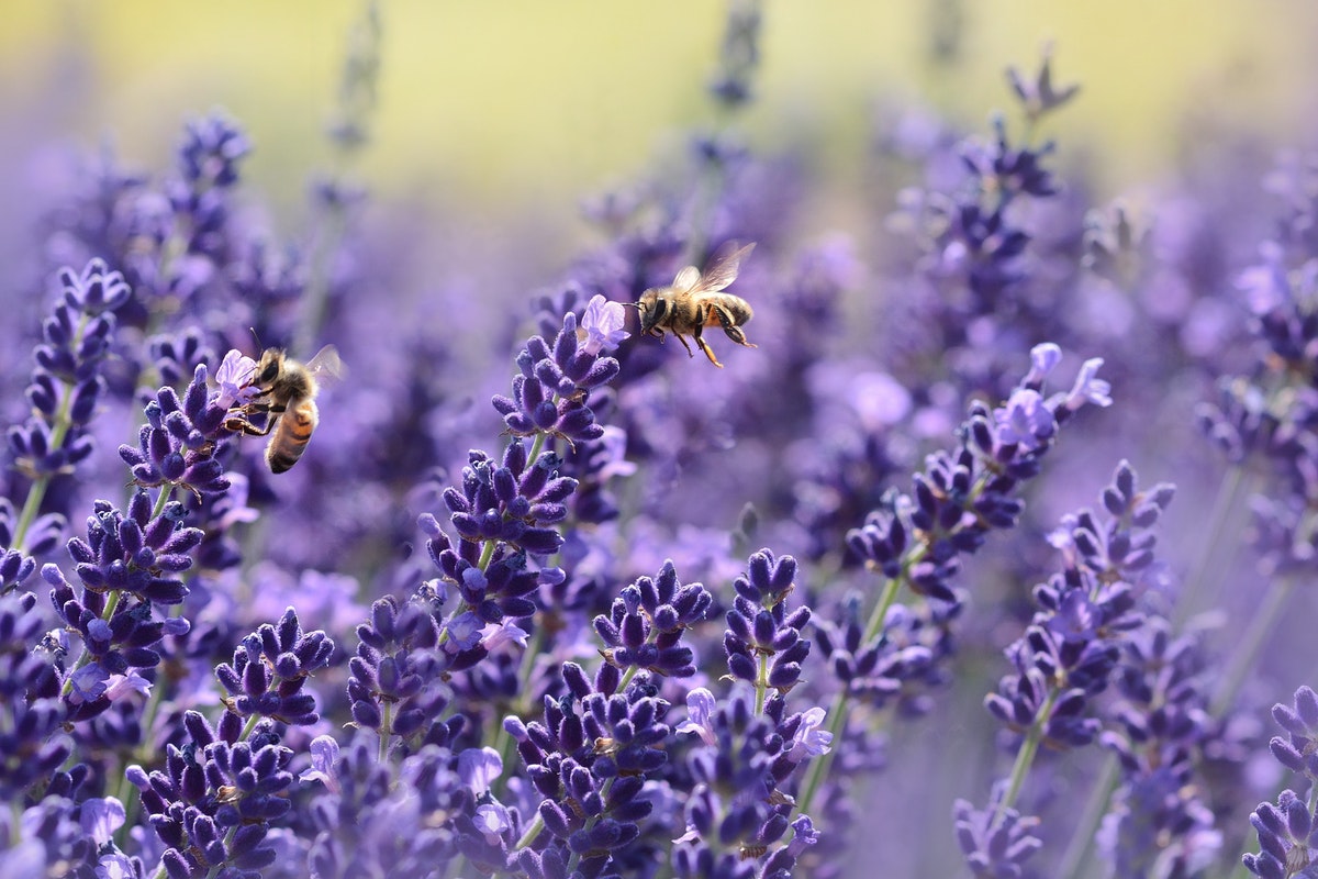 Virágport gyűjtő méhek. Acetilkolin - A méhpempőben rejlő egyik legfontosabb molekula hatásai
