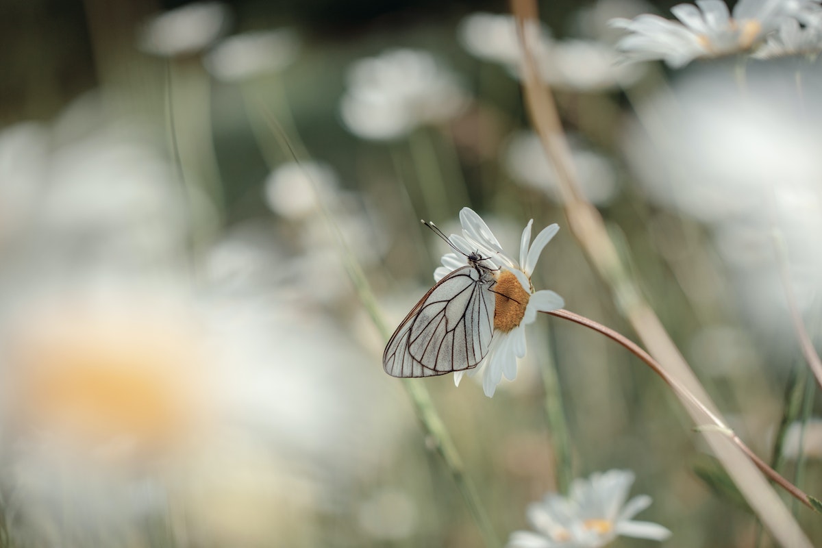 Pillangó virágon. 6 természetes izomlazító, melyet érdemes kipróbálni